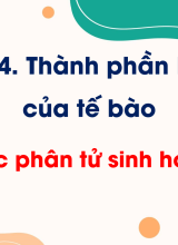 Bài 6. Các phân tử sinh học (Tiết 3)